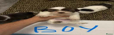 Shih Tzu 2