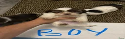 Shih Tzu dogs for sale: Shih tzu puppies for sale in Sheerness - Advert 13