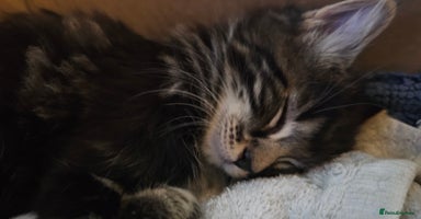 Mixed Breed cats - Advert 16