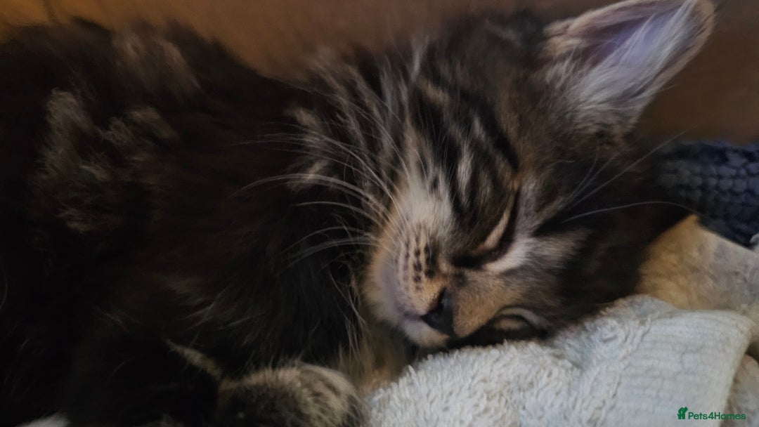 Mixed Breed cats for sale: adorable kittens are looking for a new home - Image 16