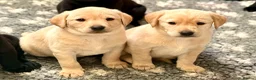 Labrador Retriever dogs for sale: KC Registered Yellow Labrador Puppies in Newton Abbot - Advert 1