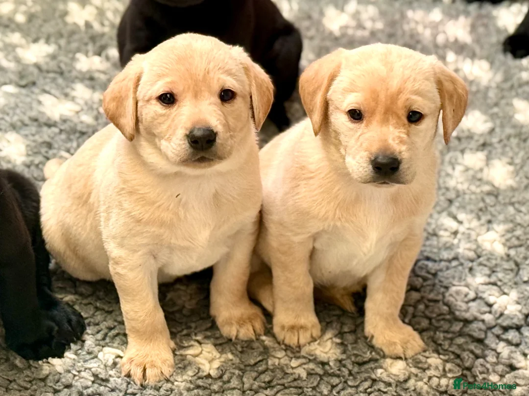 Labrador Retriever dogs for sale: KC Registered Yellow Labrador Puppies in Newton Abbot - Advert 1