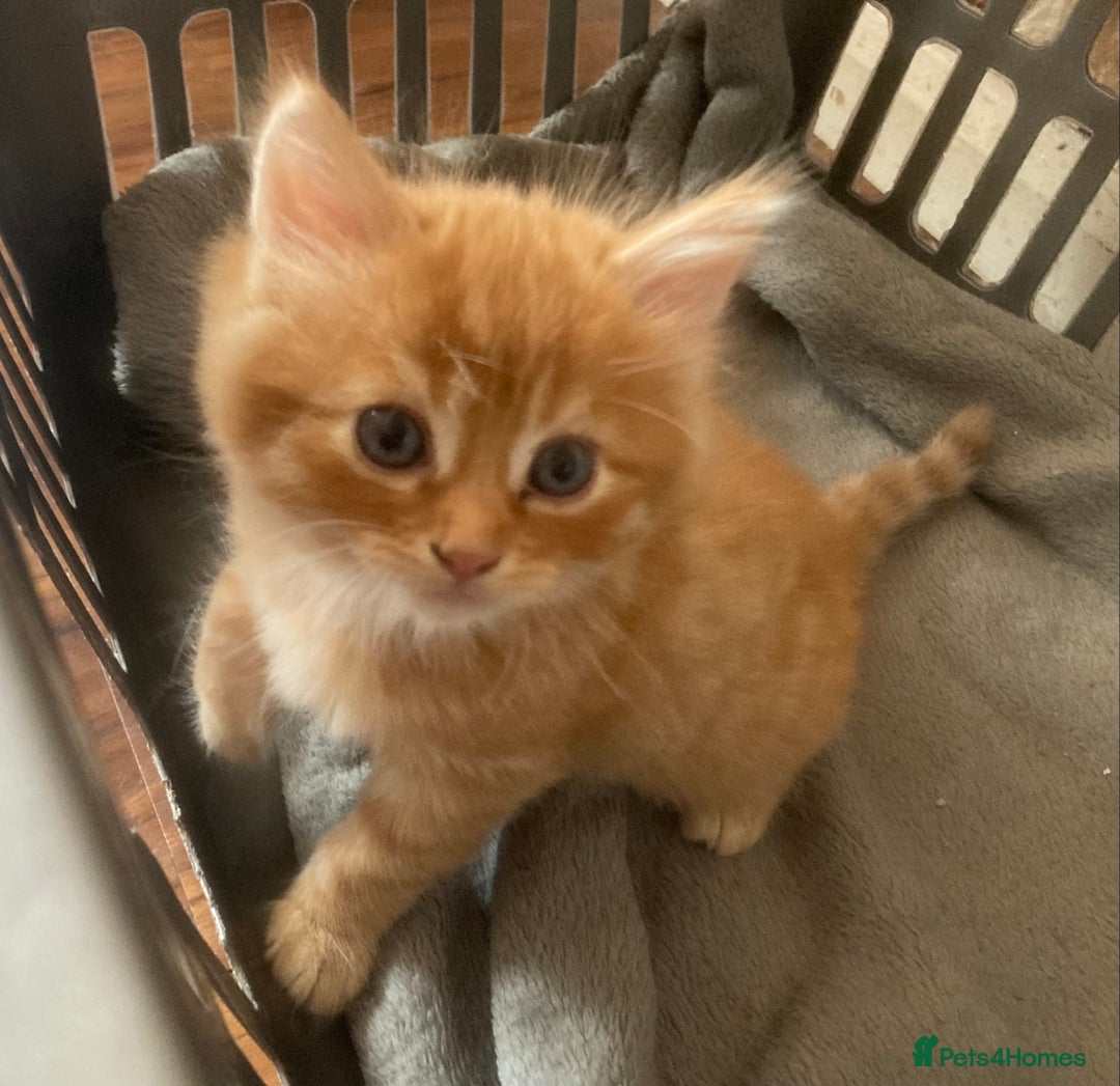 Mixed Breed cats for sale: Wonderful ginger Girl  - Image 11