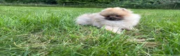 Pomeranian dogs for sale:  Teddy Bear Pomeranian Puppies - Advert 30
