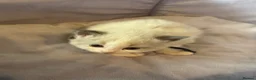 Ragdoll cats for sale: 4 beautiful ragdoll kittens  - Advert 24