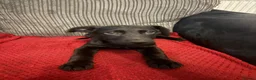 Sheprador dogs for sale: 2 MALE PUPPIES LOOKING FOR THEIR FOREVER HOMES in Tipton - Advert 4