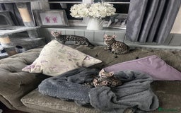 Bengal cats for sale: 2 gorgeous Bengal girls  - Image 2
