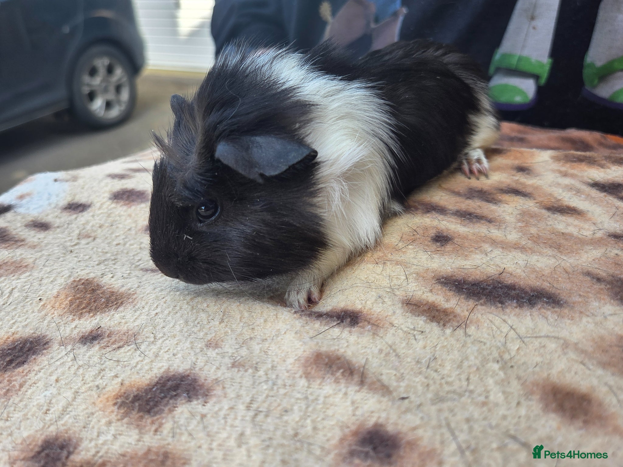 Guinea Pig rodents Adorable guinea pigs looking for homes  - Advert 2