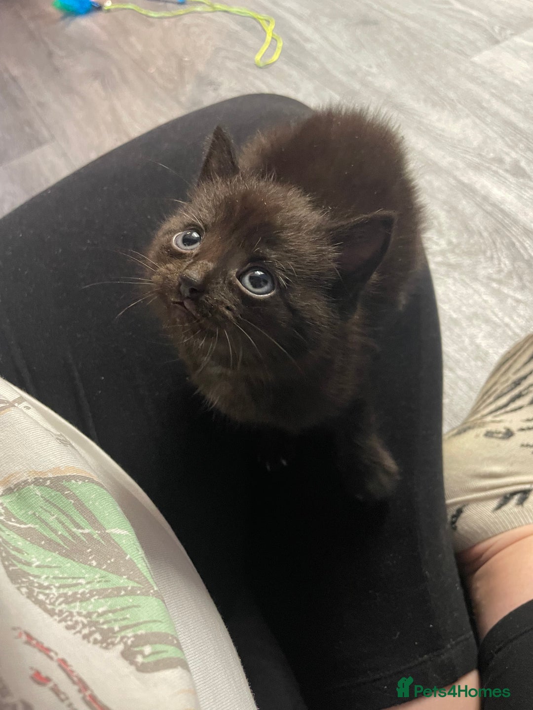Mixed Breed cats for sale: 1 male still available  in Witney - Image 24