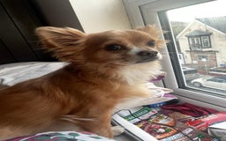 Chihuahua dogs for sale: Chihuahua dog age 6 years old  - Image 6