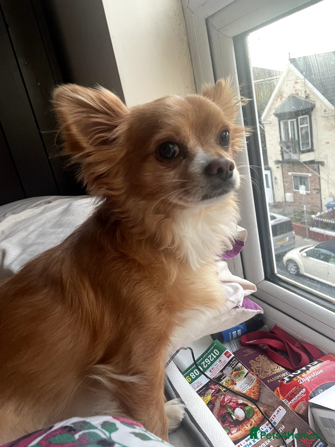 Chihuahua dogs for sale: Chihuahua dog age 6 years old  - Image 6