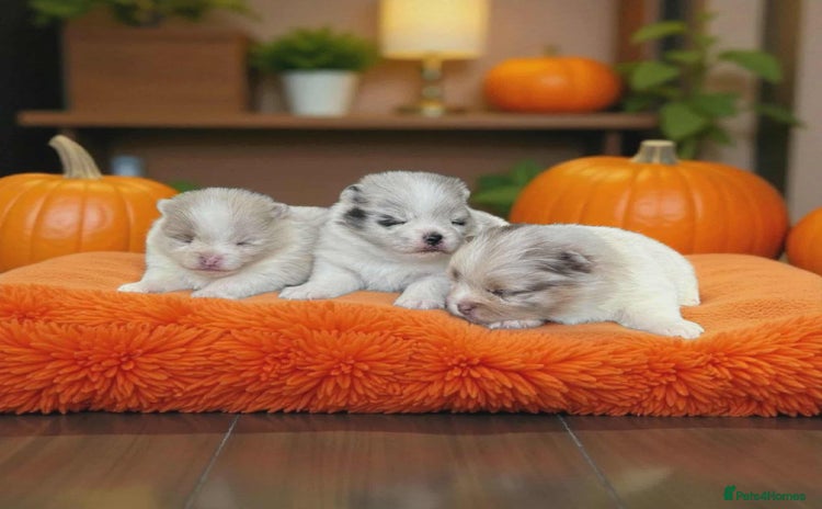 Pomeranian dogs - Advert 9