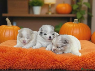 Pomeranian dogs - Advert 8