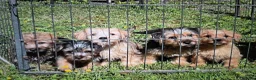 Norfolk Terrier dogs for sale: Norfolk terrier pups - Advert 1
