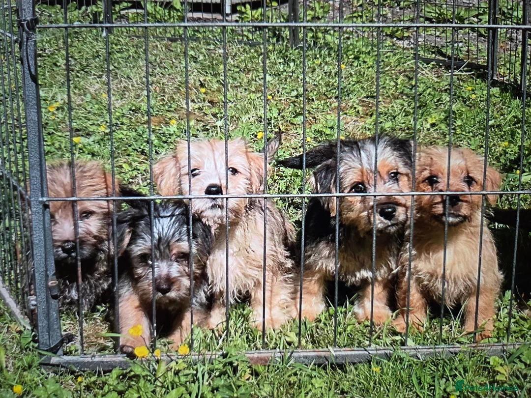 Norfolk Terrier dogs for sale: Norfolk terrier pups - Advert 1