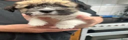 Jack Russell dogs for sale: Adorable Jack Russell Puppies - Advert 2