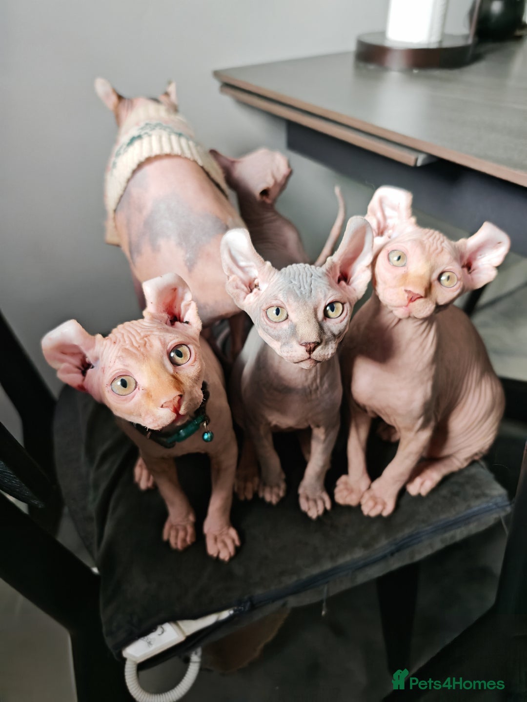 Sphynx cats for sale: 2 Ginger Unique Elf Boys left! READY NOW - Advert 6