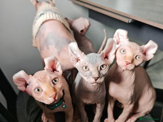 Sphynx cats Unique Elf and Sphynx babies. READY NOW - Advert 5