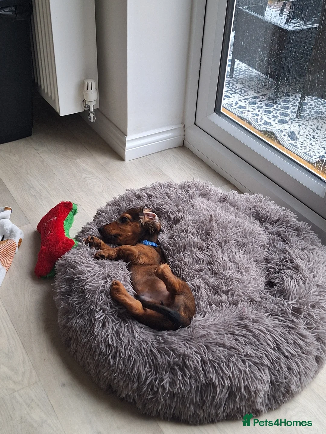 Miniature Dachshund dogs for sale: 6 month miniature long hair dachshund - Advert 23