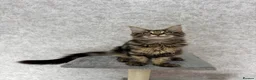 Maine Coon cats for sale: Stunning Purebred TICA Reg Maine Coon Kittens in London - Advert 33
