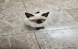 British Shorthair cats for sale: Mother and 2 kitten  for sale  - Image 1