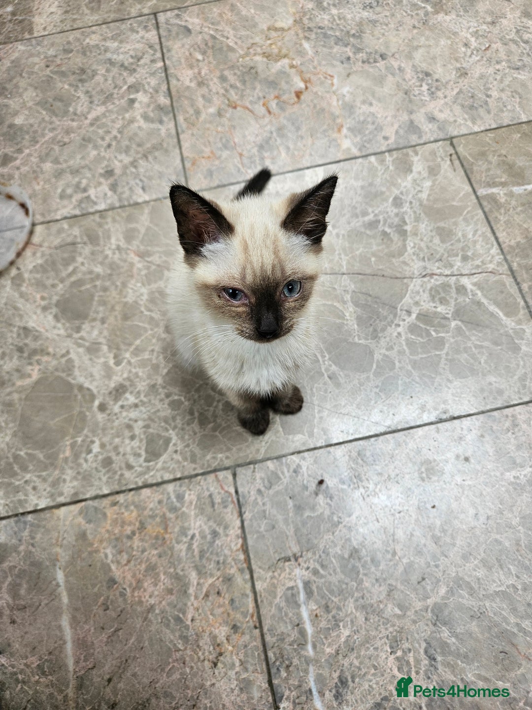 British Shorthair cats for sale: Mother and 2 kitten  for sale  - Image 1