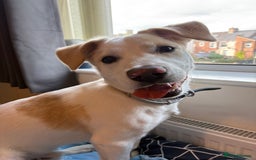 Mixed Breed dogs for sale: Max Akita x Bichon mix - Image 2
