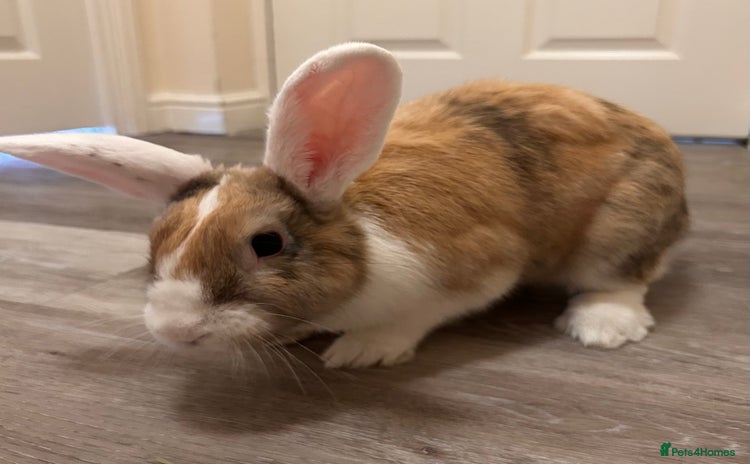 Mini Lop rabbits - Advert 5