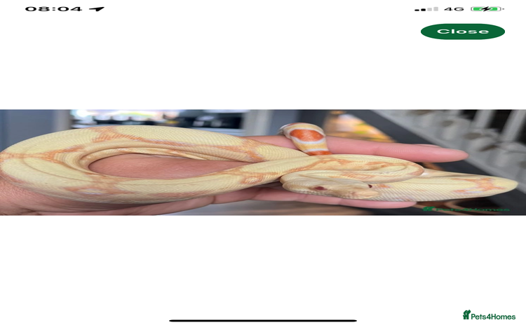 Boa Snake reptiles - Advert 1