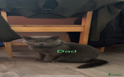 British Shorthair cats for sale: British shorthair kittens - Image 2