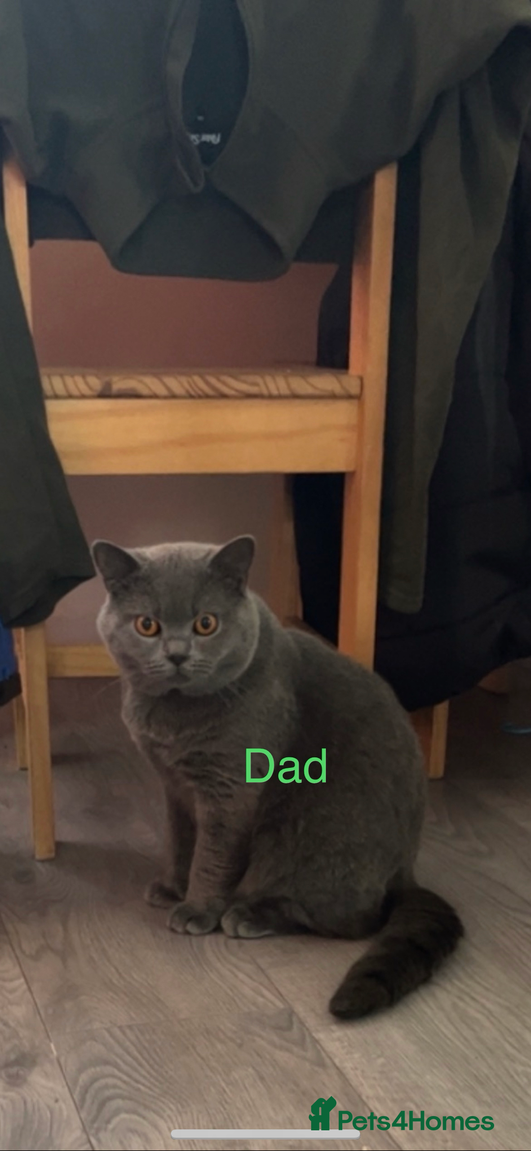 British Shorthair cats for sale: British shorthair kittens - Image 2