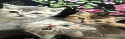 Scottish Fold cats for sale: Scottish Straight kittens in Edgware - Advert 7