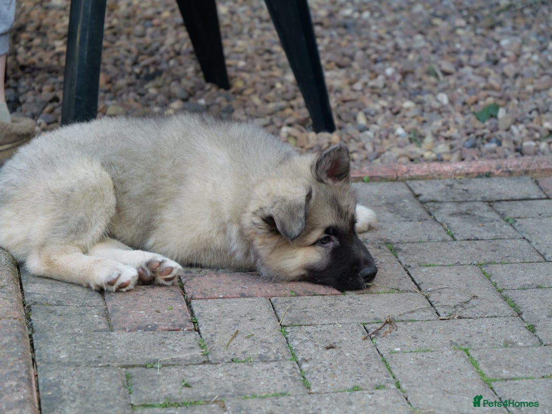 Mixed Breed dogs for sale: Shollies  in Rochdale - Image 21