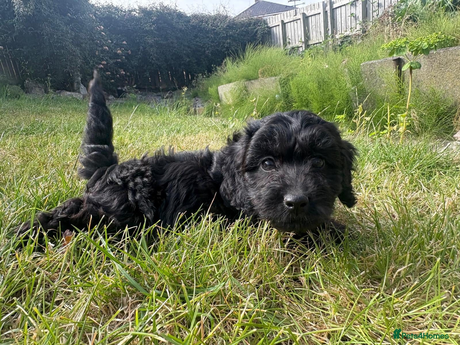 Cockapoo dogs F1 toy cockapoo GIRL puppy for sale  - Advert 1