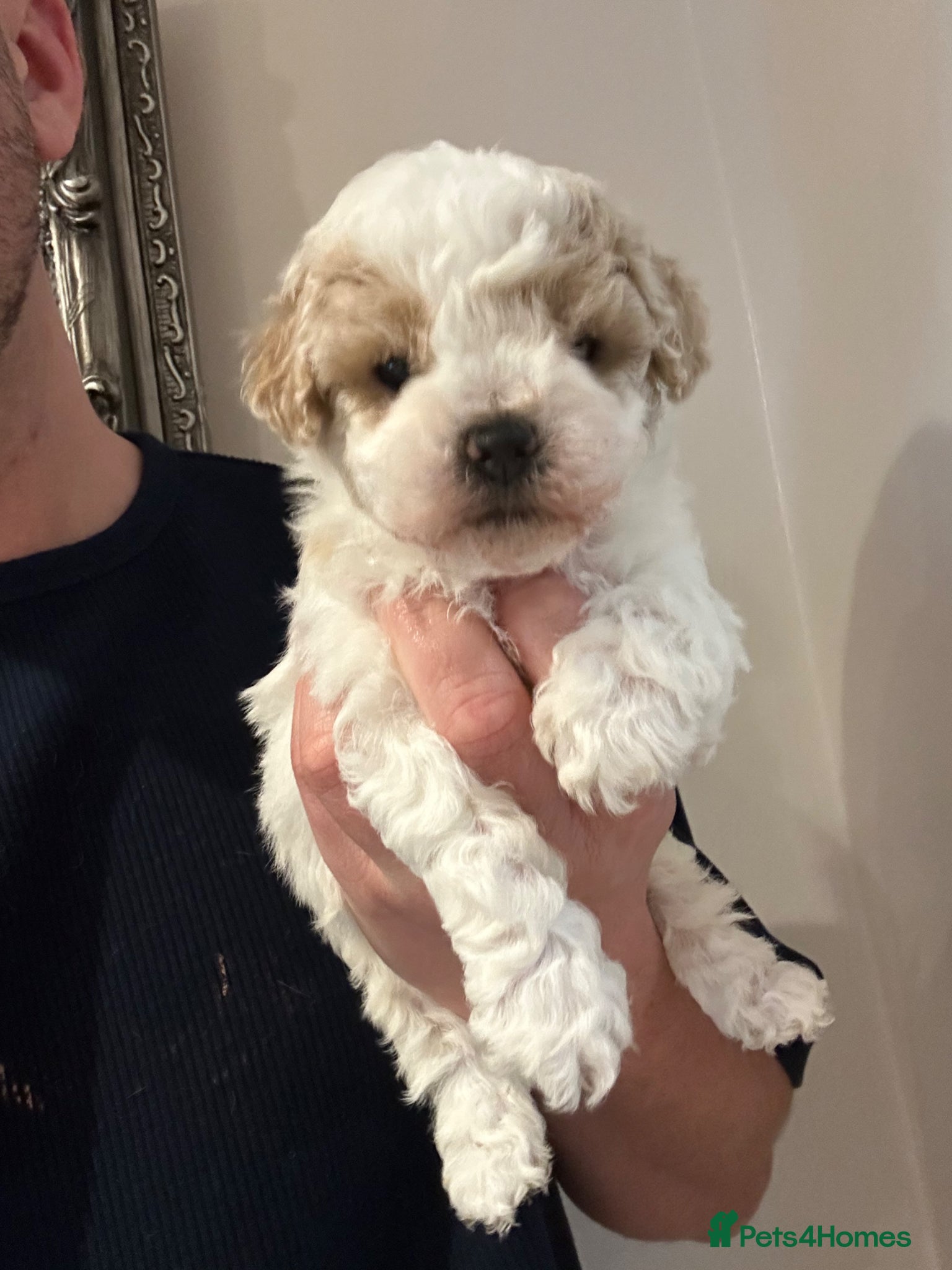 Maltipoo dogs  Maltipoo pups - Advert 1