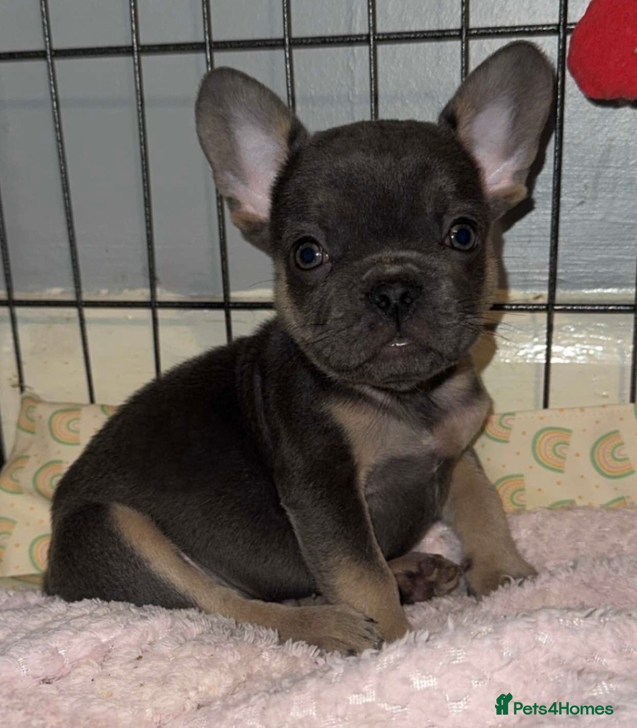 French Bulldog dogs Ready Now! French Bulldog puppies - Advert 9
