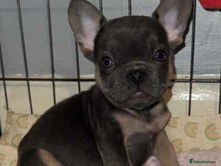 French Bulldog dogs Ready Now! French Bulldog puppies - Advert 4