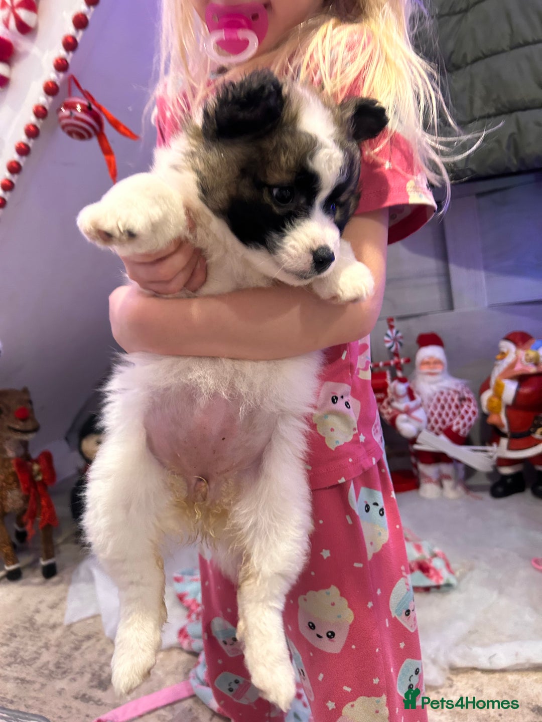 Mixed Breed dogs for sale: German spitz cross - Advert 6