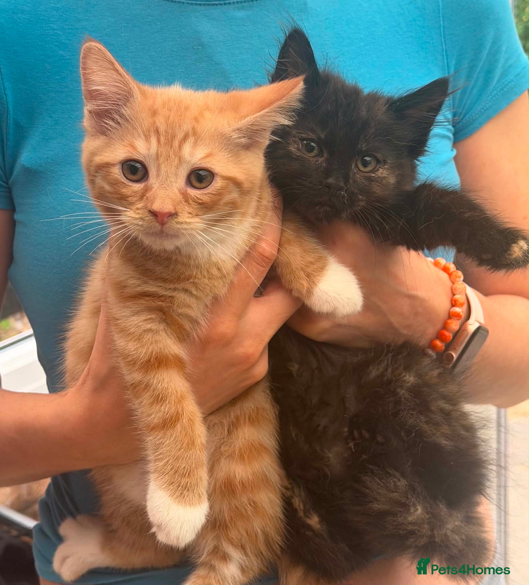 Mixed Breed cats 🐾 3 beautiful fluffy girls and 1 boy . - Advert 2
