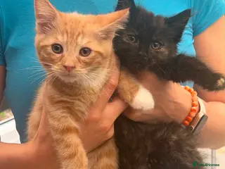 Mixed Breed cats 🐾 3 beautiful fluffy girls and 1 boy . - Advert 2