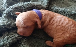 Cockapoo dogs for sale: READY NOW 5* F2B Apricot Merle Cockapoos - Image 24