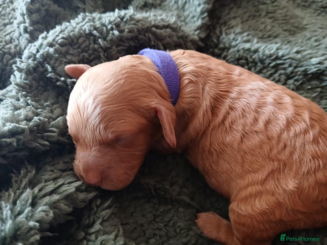 Cockapoo dogs for sale: READY NOW 5* F2B Apricot Merle Cockapoos - Image 24