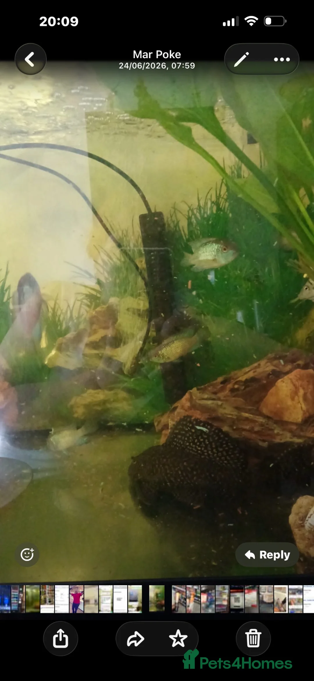 Goldfish fish for sale: 🐠 500L Aquarium – Complete Setup with Fish  in London - Advert 2