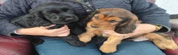 Cocker Spaniel dogs for sale: COCKER SPANIEL PUPS IN NORTHERN IRELAND - Advert 8