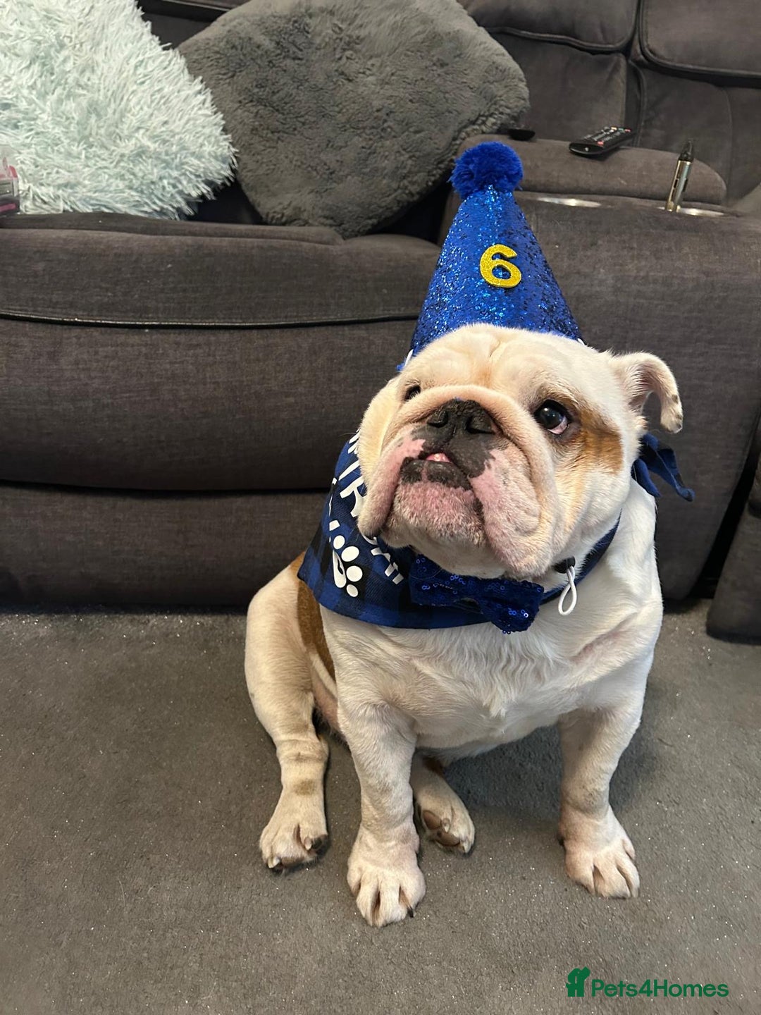 English Bulldog dogs for sale: Neil  - Image 12