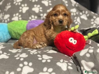 Cocker Spaniel dogs 🌟STUNNING SHOW COCKER SPANIEL BABIES🌟1 Boy left - Advert 4