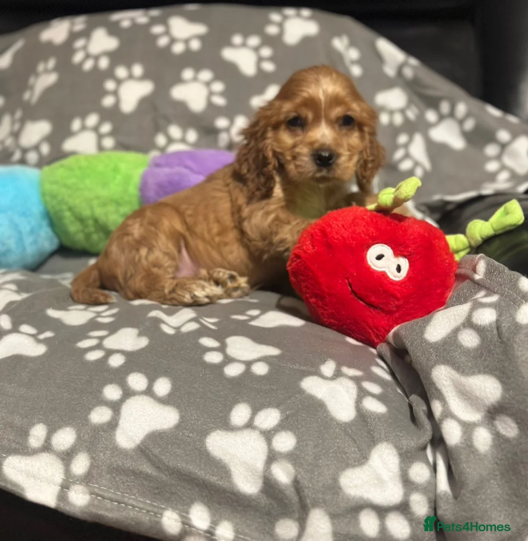 Cocker Spaniel dogs for sale: 🌟STUNNING SHOW COCKER SPANIEL🌟1 Girl  left  - Advert 1