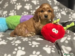 Cocker Spaniel dogs 🌟STUNNING SHOW COCKER SPANIEL🌟1 Girl left - Advert 15