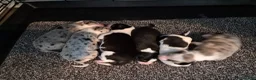 Mixed Breed dogs for sale: Beardie border x puppies - Advert 2