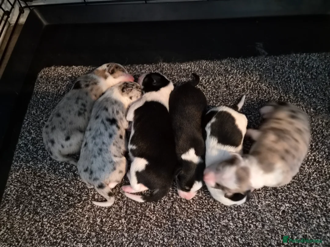 Mixed Breed dogs for sale: Beardie border x puppies - Advert 2